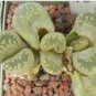 Lithops otzeniana green attempts Succulents Garden Plants 200 Seeds