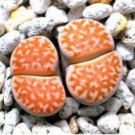 Lithops julii C218A Succulents Garden Plants 200 Seeds