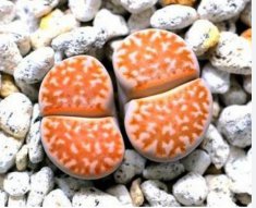Lithops julii C218A Succulents Garden Plants 200 Seeds