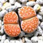Lithops julii C218A Succulents Garden Plants 200 Seeds