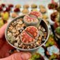 Lithops julii C218A Succulents Garden Plants 200 Seeds