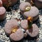 Lithops pseudotruncatella c187 Garden Plants 200 Seeds