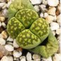 L. julii ssp fulleri cv fullergreen C56A 200 Seeds