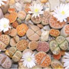 LITHOPS pseudotruncatella Succulents Garden Plants 200 Seeds
