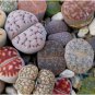 LITHOPS pseudotruncatella Succulents Garden Plants 200 Seeds