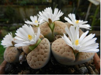 Lithops gracilidelineata C385 Succulents Garden Plants 200 Seeds