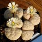 Lithops gracilidelineata C385 Succulents Garden Plants 200 Seeds