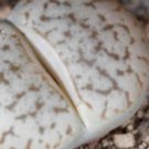 olivacea C109A Succulents Garden Plants 200 Seeds