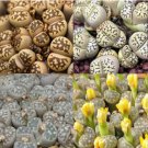 LITHOPS dorothea Succulents Garden Plants mix 200 Seeds