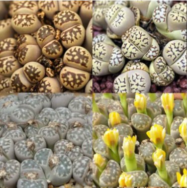 LITHOPS dorothea Succulents Garden Plants mix 200 Seeds