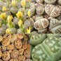 LITHOPS dorothea Succulents Garden Plants mix 200 Seeds