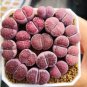 Lithops salicola Bacchus Succulents Garden Plants 200 Seeds