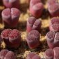 Lithops salicola Bacchus Succulents Garden Plants 200 Seeds