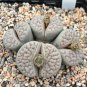 Lithops gracilidelineata C243 Succulents Garden Plants 200 Seeds