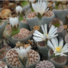L. pseudotruncatella C73 Succulents Garden Plants 200 Seeds