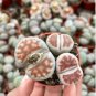 L. pseudotruncatella C73 Succulents Garden Plants 200 Seeds