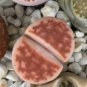L. pseudotruncatella C73 Succulents Garden Plants 200 Seeds