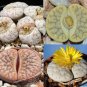 Lithops gracilidelineata Succulents Garden Plants Mix 200 Seeds