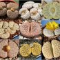 Lithops gracilidelineata Succulents Garden Plants Mix 200 Seeds