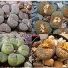 Lithops Succulents Garden Plants Mix 200 Seeds