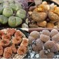 Lithops Succulents Garden Plants Mix 200 Seeds
