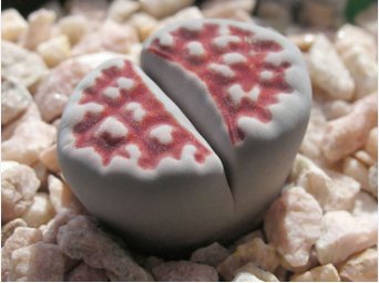 karasmontana 'Top Red' Succulents Garden Plants 200 Seeds