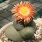 PLEIOSPILOS nelii Succulents Garden Plants 40 Seeds