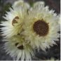 Syncarpha speciosissima Garden Plants 10 Seeds