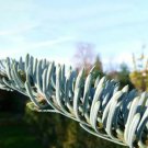 Abies Procera Silver Fir Pine Tree Garden Plants 10 Seeds