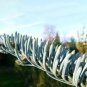 Abies Procera Silver Fir Pine Tree Garden Plants 10 Seeds