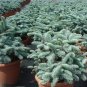 Abies Procera Silver Fir Pine Tree Garden Plants 10 Seeds