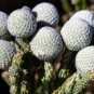 Brunia albiflora Brunia Laevis Garden Plants 10 Seeds