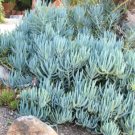 Blue Chalk Sticks Senecio Mandraliscae 10 Seeds