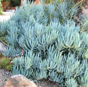 Blue Chalk Sticks Senecio Mandraliscae 10 Seeds