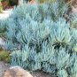 Blue Chalk Sticks Senecio Mandraliscae 10 Seeds