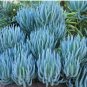 Blue Chalk Sticks Senecio Mandraliscae 10 Seeds