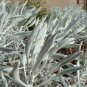Senecio niveoaureus Seeds Garden Ornamental Plants 10 Seeds