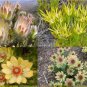 Leucadendron Mix Seeds Garden Ornamental Plants 40 Seeds