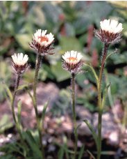 Asteraceae Small Shrub Leprechaun Flower Canescens 10 Seeds