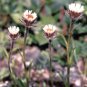 Asteraceae Small Shrub Leprechaun Flower Canescens 10 Seeds
