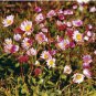 Asteraceae Small Shrub Leprechaun Flower Canescens 10 Seeds