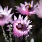 Asteraceae Small Shrub Leprechaun Flower Canescens 10 Seeds