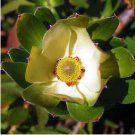 Leucadendron STROBILINUM Garden Ornamental Plants 10 Seeds
