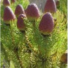Leucadendron TERETIFOLIUM Garden Ornamental Plants 10 Seeds
