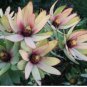 Leucadendron TINCTUM Garden Ornamental Plants 10 Seeds