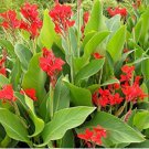 Canna Indica Seeds Fresh Red Double Flowers 30 Seeds