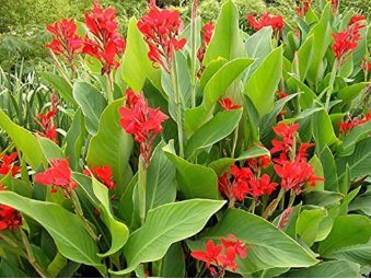 Canna Indica Seeds Fresh Red Double Flowers 30 Seeds