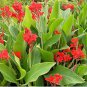 Canna Indica Seeds Fresh Red Double Flowers 30 Seeds