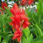 Canna Indica Seeds Fresh Red Double Flowers 30 Seeds