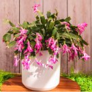 Zygocactus Truncatus Plants Light Water Pink Flowers 400 Seeds